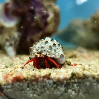 Paguristes cadenati (hermit crab,rock leg)