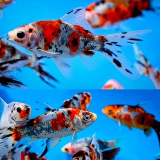 Carassius auratus schubunkin