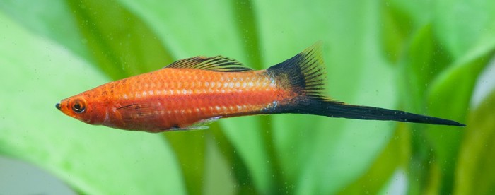 Xiphophorus black tail