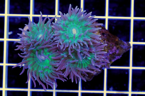 Duncanopsammia (FRAG)