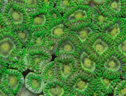 Zoanthus sp. (green) (FRAG)