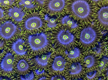 Zoanthus blue with yellow heart (FRAG)