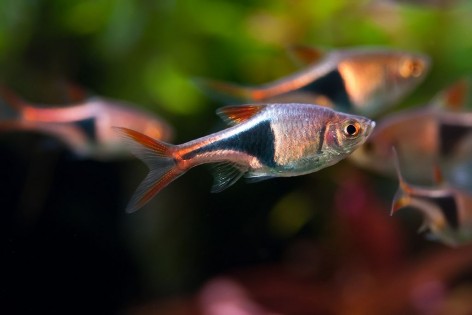 Rasbora heteromorpha