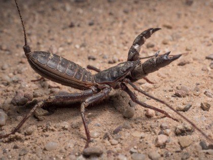 Mastigoproctus giganteus