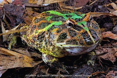 Ceratophrys / cranwelli